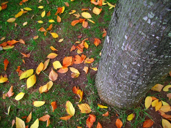 Fall leafs — Stock Photo, Image