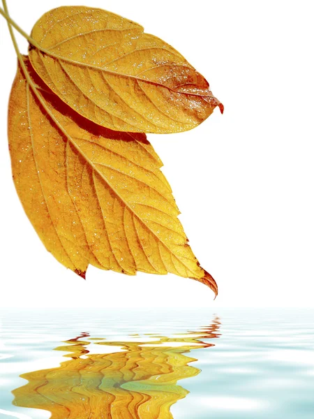Φύλλα πάνω από το νερό — Φωτογραφία Αρχείου