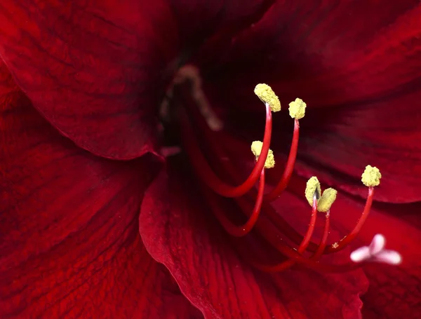 Ref lilia — Zdjęcie stockowe