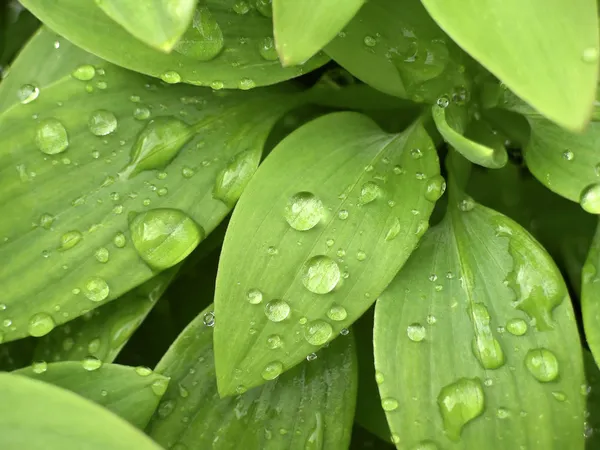 Drops On Leaves — Stock Photo, Image