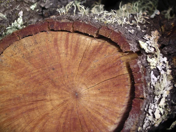 Yakacak odun gövde — Stok fotoğraf