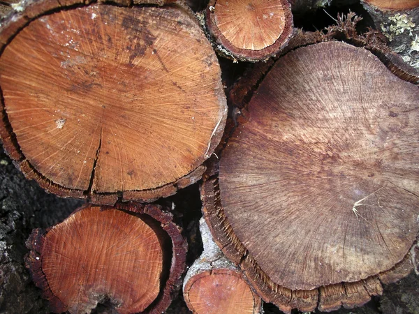 Dřevěné kmeny — Stock fotografie