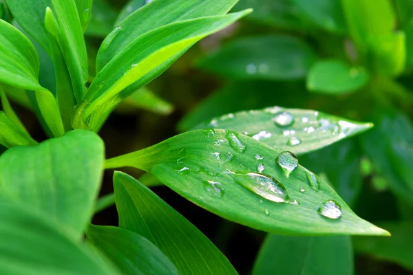 Drops on Leafs — Stock Photo, Image