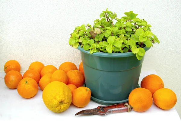 Oranges and Vase — Stock Photo, Image