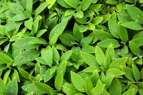 Wet Foliage — Stock Photo, Image