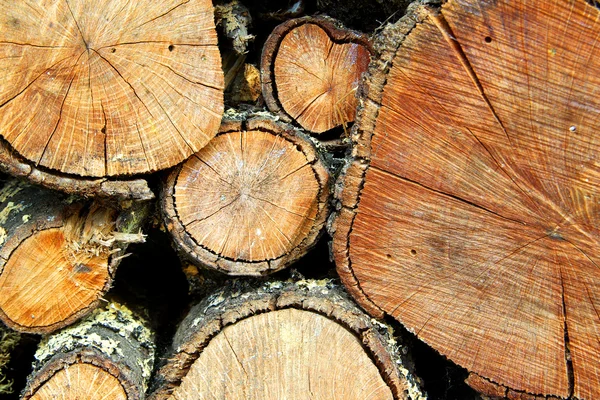 Brandhouten stammen — Stockfoto