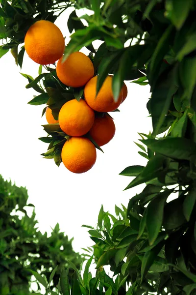 Orange Tree — Stock Photo, Image
