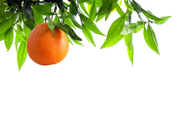 Ramo laranja — Fotografia de Stock