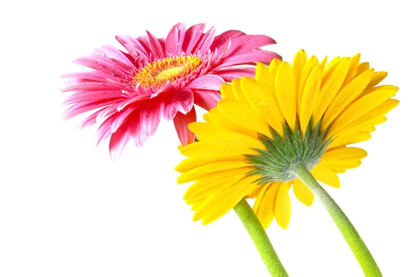 Gerber λουλούδια — Φωτογραφία Αρχείου