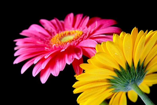 Герберские цветы — стоковое фото