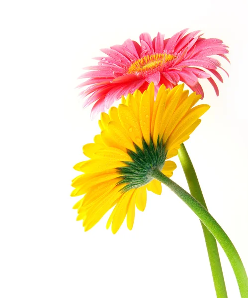 Gerberblumen — Stockfoto