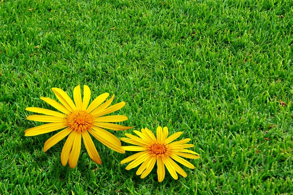 Grass and Daisies — Stock Photo, Image