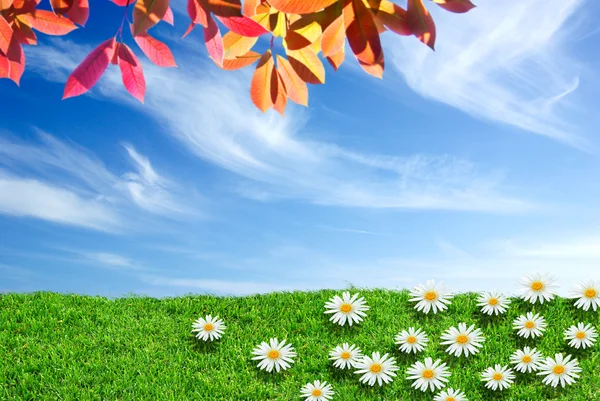 Gras und Gänseblümchen — Stockfoto