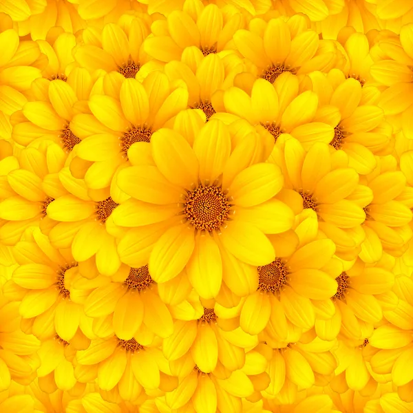 Fondo de flores — Foto de Stock