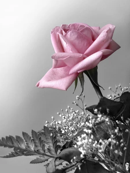 Płatki różowy — Zdjęcie stockowe