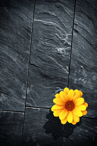 Flor de xisto preto — Fotografia de Stock