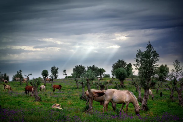 Yeme atlar — Stok fotoğraf