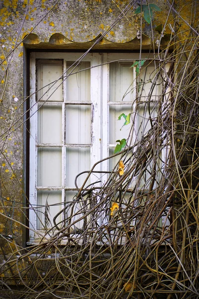 Verzweigtes Fenster — Stockfoto