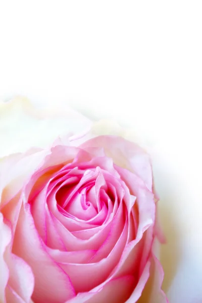 粉红色的玫瑰 — 图库照片