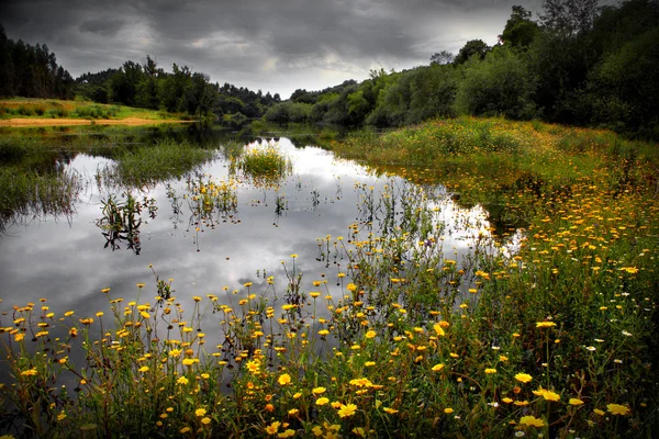 꽃이 만발한 호수 — 스톡 사진
