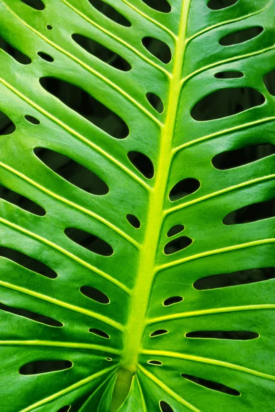 Monstera leaf — Stock Photo, Image