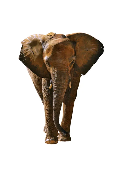 孤立的大象 — 图库照片