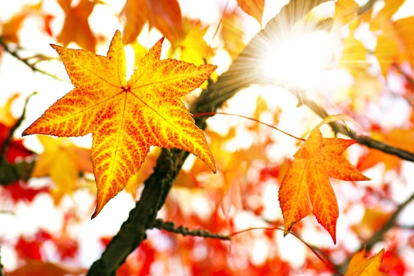 秋の色 ストック写真