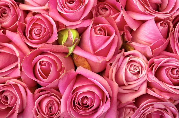 Cama de rosas — Fotografia de Stock