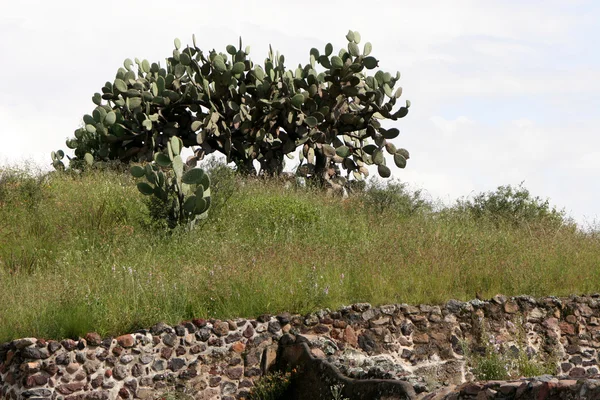 Teotihuacan Kakteen