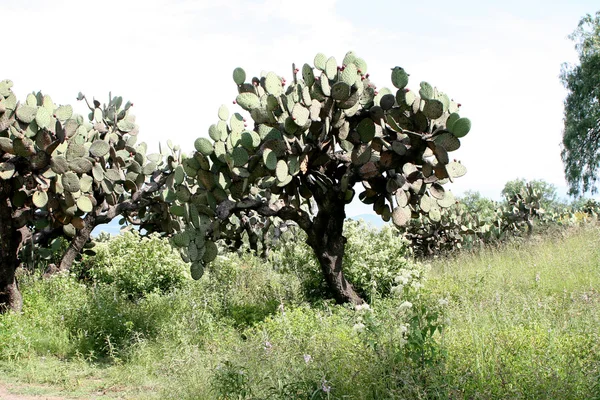 Teotihuacan Kakteen