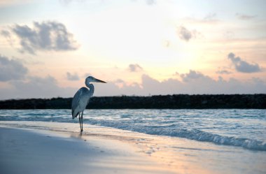 A heron on the beach clipart