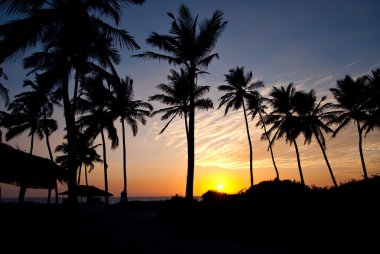 Palm'ın siluet günbatımı üzerinde