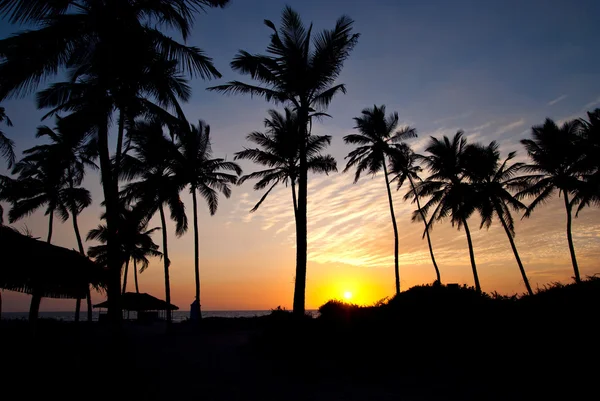 stock image Palm's silhouette on sunset