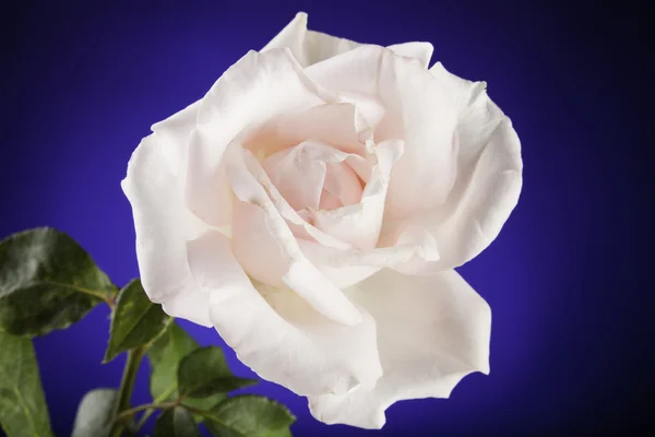Ροζ τριαντάφυλλο που απομονώνονται σε μπλε — Φωτογραφία Αρχείου