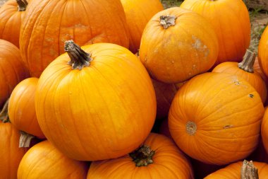 Halloween Thanksgiving Fall Pumpkins