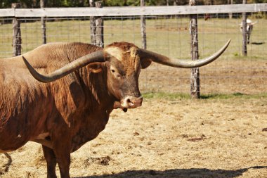 Texas longhorn boğa