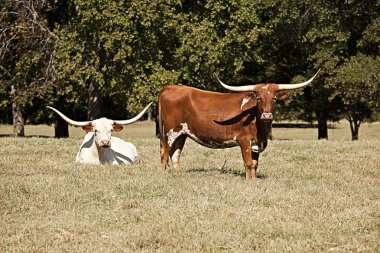 Longhorn Cows in a Field clipart