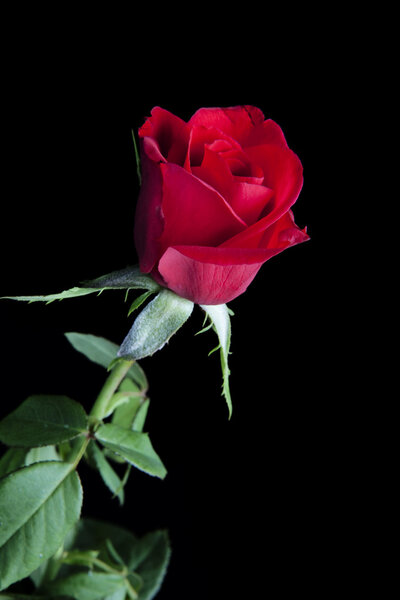 A single red rose isolated against a black background in the vertical format with copy space.