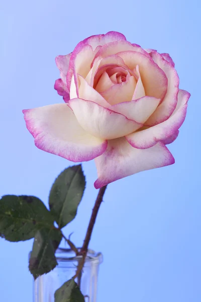 Rose Blume rosa weiß isoliert auf blau — Stockfoto