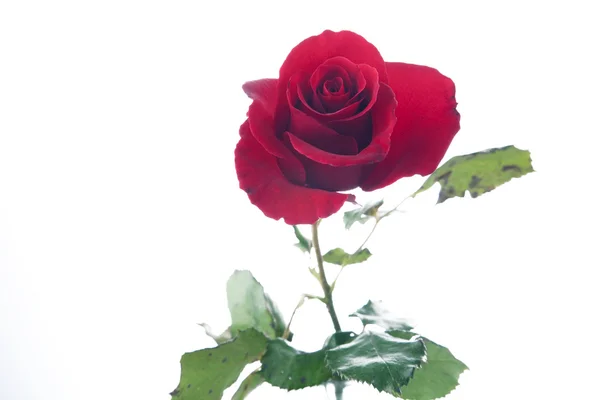 Gül çiçek kırmızı üzerine beyaz izole — Stok fotoğraf