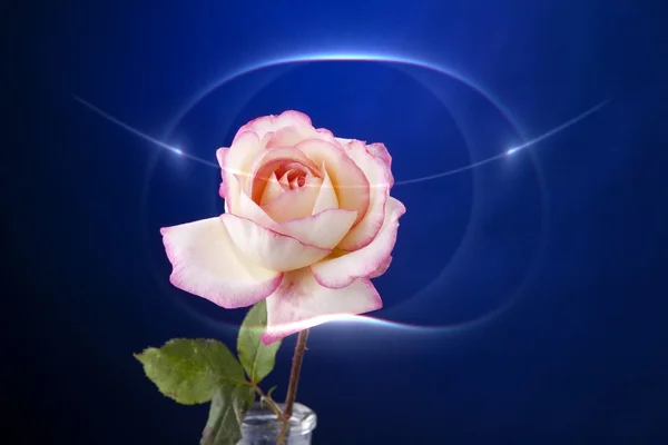 Ροζ τριαντάφυλλο που απομονώνονται σε μπλε — Φωτογραφία Αρχείου
