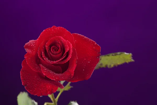Rose rood geïsoleerd op paars — Stockfoto
