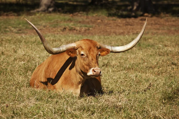 Texas longhorn ko i betesmark — Stockfoto