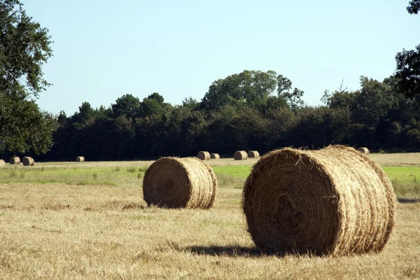 Feno redondo fardos no campo — Fotografia de Stock