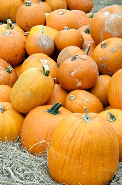 stock image Pumpkins Ready For Thanksgiving or Halloween