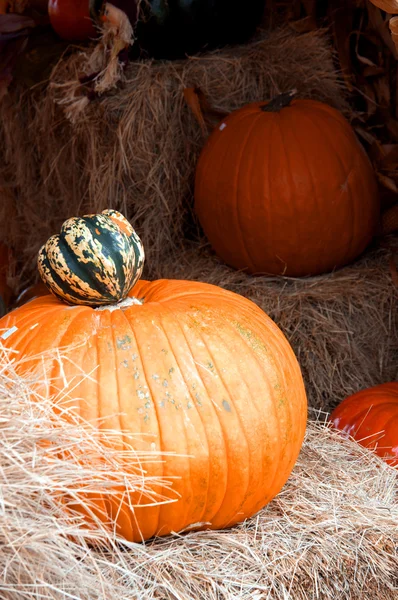 stock image Autumn Halloween Pumpkin