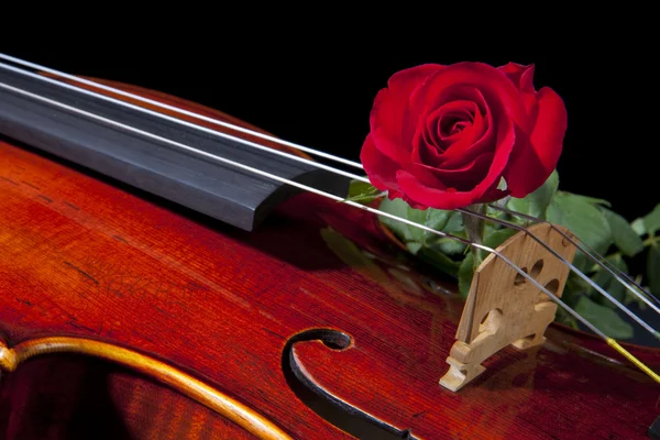 Rode rose en viool altviool — Stockfoto