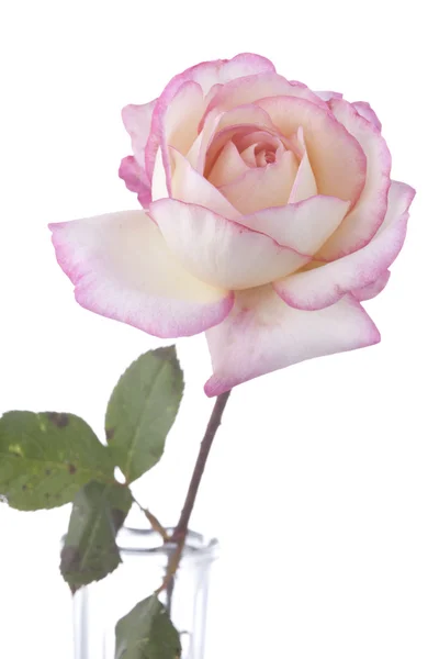 Rosa-de-rosa isolado no branco — Fotografia de Stock