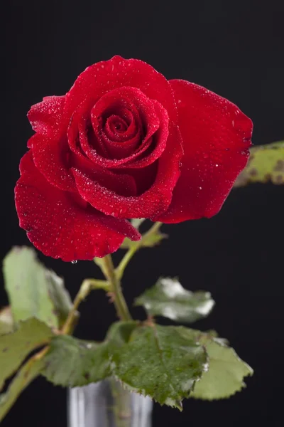 Elszigetelt fekete rózsa piros — Stock Fotó