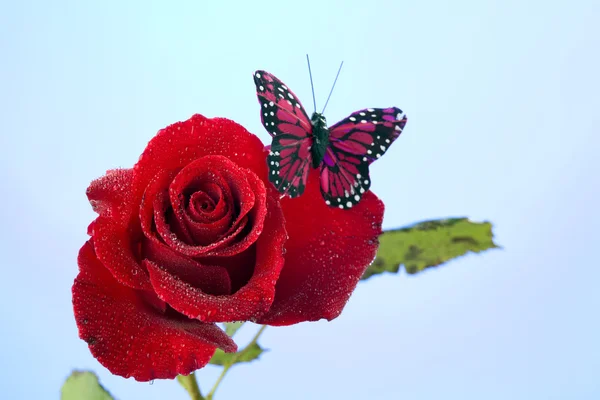 Rózsa piros pillangó elszigetelt kék — Stock Fotó